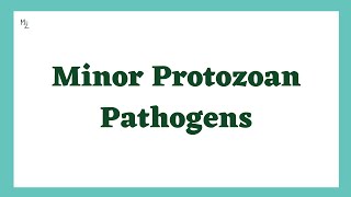 Minor Protozoan Pathogens  Parasitic Diseases Lecture  Pathogenic Protozoa  Medzukhruf [upl. by Nilac]