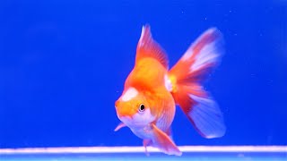 Did You Know 5 MindBlowing Facts About Goldfish [upl. by Eelyr233]