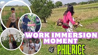 WORK IMMERSION MOMENTS at PHILRICE [upl. by Tobye]