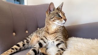 Savannah cat and Chausie play like kittens [upl. by Stefania435]