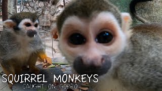 Squirrel Monkeys [upl. by Munt817]