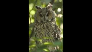 Asio otus Longeared owl 9 Terrified call [upl. by Aggy601]