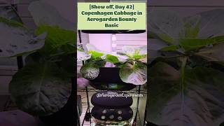 Show off day 42 Cabbage plants growing in Aerogarden Bounty Basic hydroponics system Copenhagen [upl. by Barbabas]