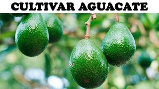 Cultivar Aguacate en Casa [upl. by Hoxsie]