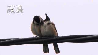 紅耳鵯 Red whiskered Bulbul [upl. by Iaria]