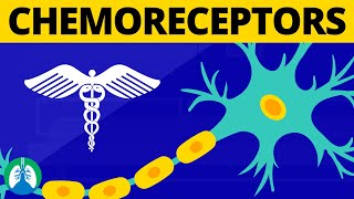 Chemoreceptors Medical Definition  Physiology of Breathing [upl. by Mchenry]