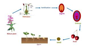 LIFE CYCLE OF FLOWERING PLANT [upl. by Dlarrej]