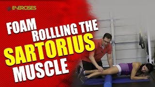 Foam Rollling the Sartorius Muscle [upl. by Sidnala410]