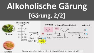 Alkoholische Gärung Gärung anaerobe Stoffwechselprozesse 22  Biologie Oberstufe [upl. by Attwood]