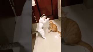 Angry Cat Meowing cat catlover cats [upl. by Eadie]