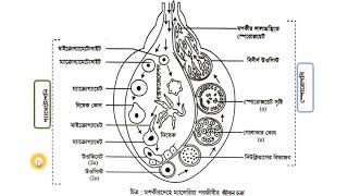 Malaria Gametogony amp Sporogony [upl. by Orimar]