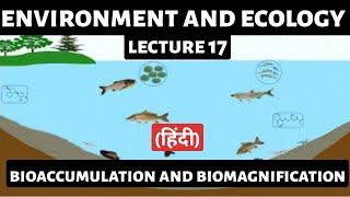 Bioaccumulation amp Biomagnification Explained  UPSC Environment amp Ecology  Detailed Analysis [upl. by Truman]