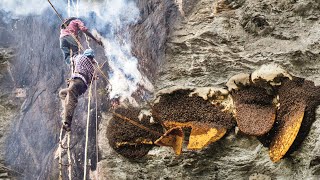 Wild Honey Harvesting on the deap cliff Satisfying [upl. by Coates115]