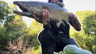 EPIC KING SALMON BOBBER DOWNS  Wisconsin Skein Fishing RootRiver [upl. by Eecyak521]