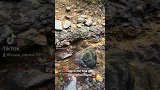 What causes this concretion layer prospecting nature geology creek uwharrie [upl. by Otinauj]