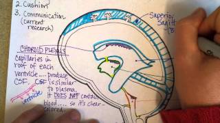 Cerebrospinal Fluid and Ventricles Part 2 [upl. by Tnilc]