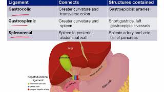 Gastrointestinal Anatomy Part 1  Retroperitoneal Structures GI Ligaments Tract Ana Tract Histo [upl. by Eatnoed]