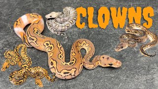 Clown Compilation 2024  Craziest Ones We Hatched [upl. by Heid]