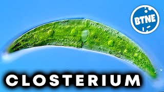 CLOSTERIUM Green Algae Under The Microscope [upl. by Nyladam]