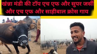 पशु मंडी खंन्ना 812024 live coverage at pashu mandi Khanna cow for sale cow video jbs video [upl. by Tsuda549]