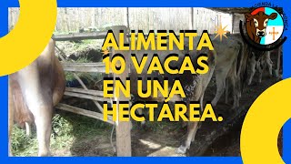 ALIMENTA 10 VACAS EN UNA HECTÁREA [upl. by Worth827]