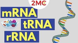 mRNA tRNA and rRNA function  Types of RNA [upl. by Gwennie]