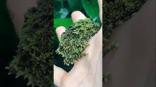 The Strangest Creatures on Earth Part 2 Mossy Frog of Vietnam short viral [upl. by Cirilla]