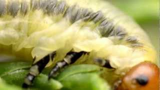 Nikon D5100 Macro photography using reversed lens  extension tubes [upl. by Tamis]