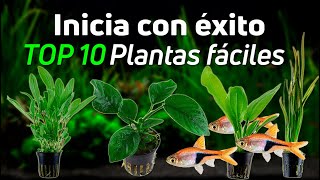 Descubre las 10 Mejores Plantas de Acuario para Principiantes [upl. by Prady303]