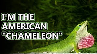 Green Anole facts how do you say their name  Animal Fact Files [upl. by Yekcor]