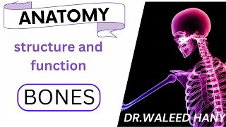 Anatomy 1st year  SampF module  Bones [upl. by Metsky140]