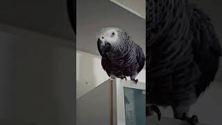 Pas de bonne humeur bubu🤣🙈 parrot cuteparrot perroquet cute funny love Queen [upl. by Hpeosj]