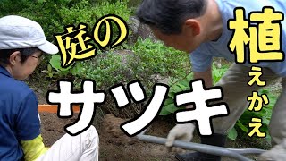 サツキ（地植え）を株分けして植え替え 二人で苦戦しながら1時間の共同作業でした [upl. by Anoed375]