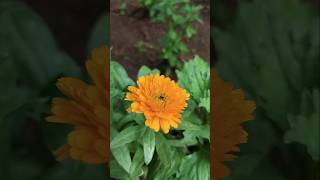 Flower Garden reels shortvideo shortfeed [upl. by Vada]