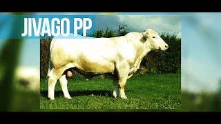 Jivago PP  Un nouvel homozygote disponible [upl. by Nossah]