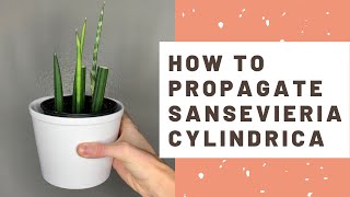 How to Propagate Sansevieria cylindrica  African Spear Snake Plant [upl. by Orelle]