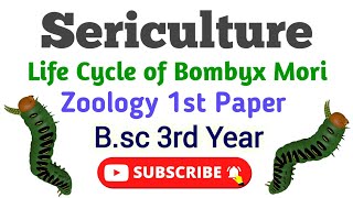 Sericulture Bsc 3rd year Zoology 1st Paper Life cycle of Bomboyx Mori रेशम उत्पादन Umesh Biology [upl. by Wilber]