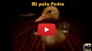 Pedro pedro PEDRO 🎵 [upl. by Annoled]