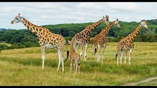 TwigaIntwiga Giraffe Inyamaswa idasanzwe yahoze muri Eden [upl. by Lexine]