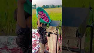 shortsvideo khetibadi lahsa farmer kheti farming pyaj onion agriculture [upl. by Zumstein]