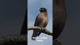 Nikon Coolpix P900 nikon coolpix p900 zoom [upl. by Junina]