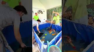 PT 3 Koi Pond Renovation in College Park MD 🐠🐢 [upl. by Ynohtn183]