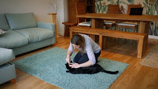 How to train your cat to get used to flea treatment  Cats and fleas [upl. by Bigelow]