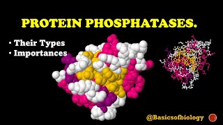 Protein phosphatases and their importance [upl. by Nauqet]