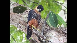 Slatytailed Trogon Collared Aracari Blackcrowned Tityra Threewattled Bellbird Orangebreasted Fal [upl. by Ahsiek]