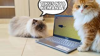 Kucing Suka Main Laptop Sampai Jadi Garukan cat [upl. by Gilemette324]