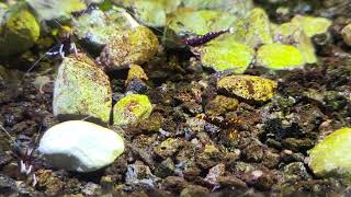 Biotope Matano Lake Sulawesi Bể Tép Sula hồ Matano [upl. by Roque]