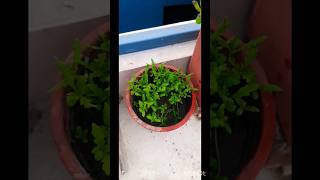 daisy plant ytshortsvideo youtubeshorts ideaingarden winterfloweringplant plants [upl. by Ddart941]