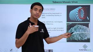 Class 11th – Virus  Tobacco Mosic Virus  Biological Classification  Tutorials Point [upl. by Akehsay844]