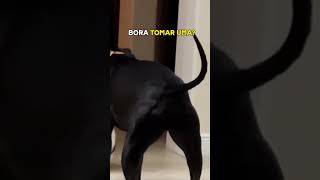 Bora Tomar Uma viralvideo cachorro pets gatos neymar [upl. by Akyssej152]